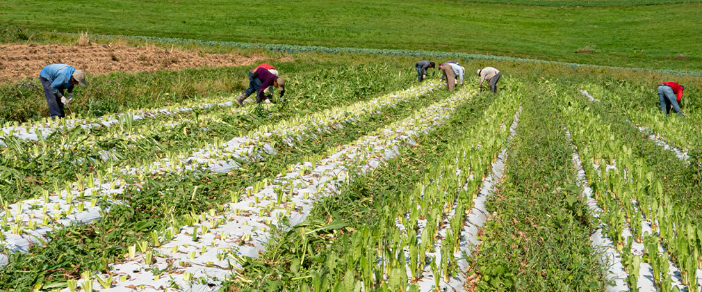 workers on the field