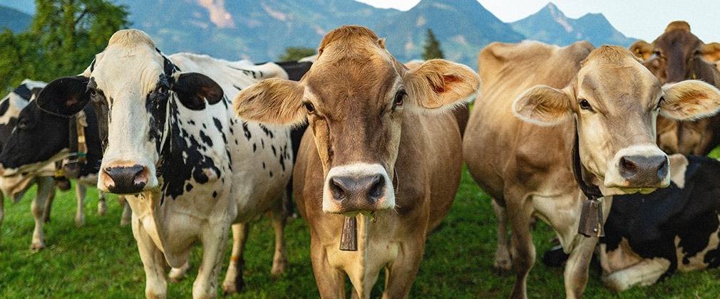 Cows picture