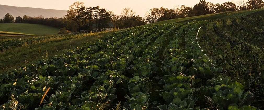 crop field