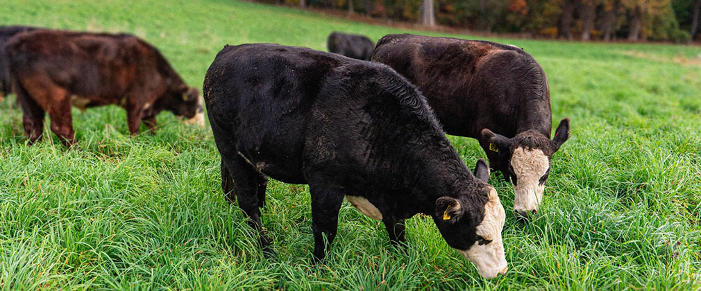 Cows eating grass