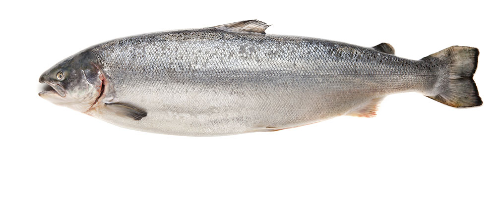 FDA Feeling the Heat on Genetically Engineered Salmon - - Johns Hopkins