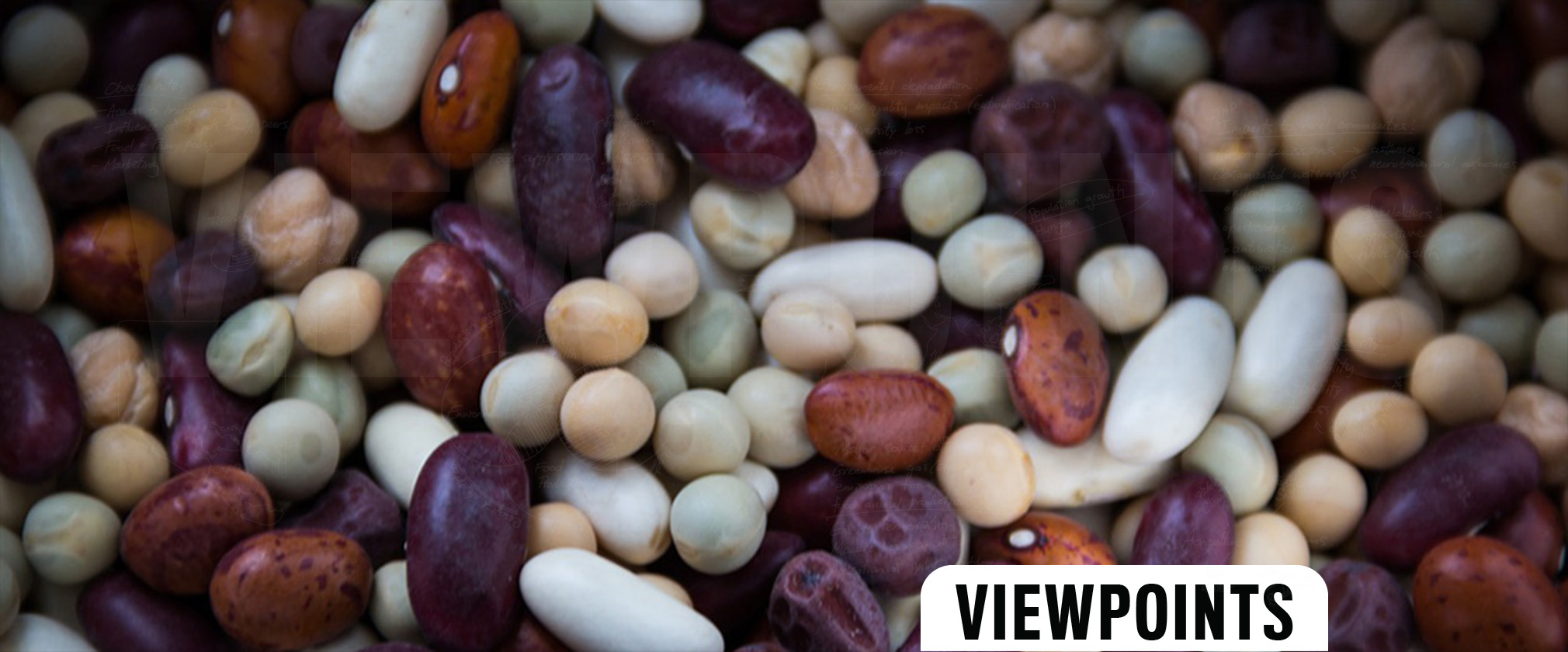 Legumes: Important Protein Source for Healthy and Sustainable Diets - -  Johns Hopkins Center for a Livable Future