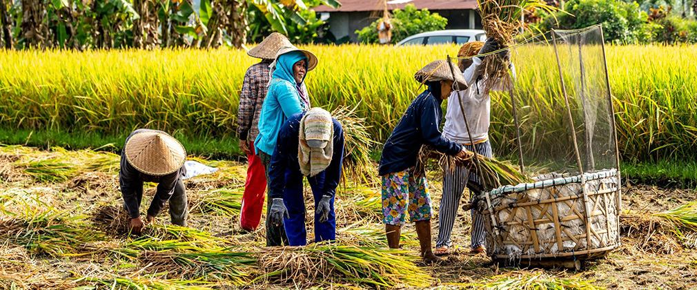 Women farmers in Bali
