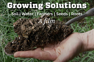 soil on the palm