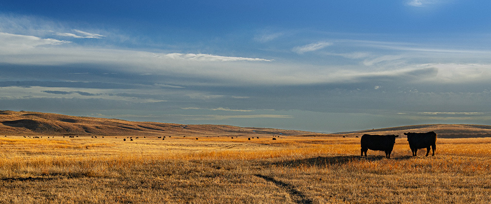 Image with two cows