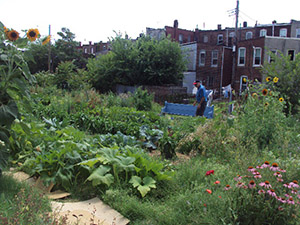 Boone Street Farm: After