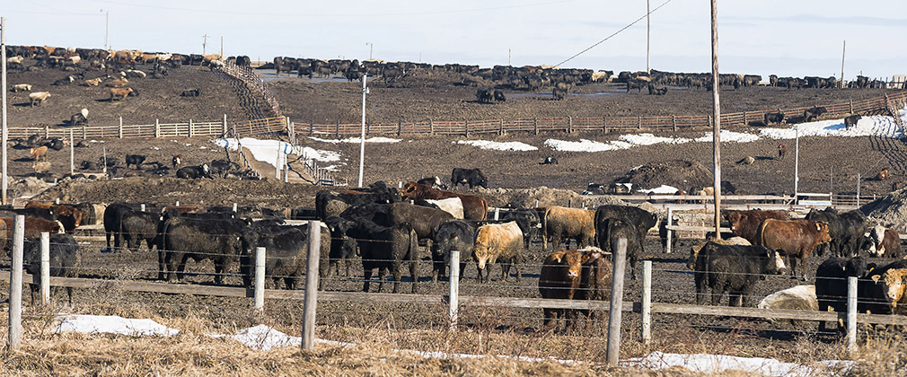 Industrial Food Animal Production