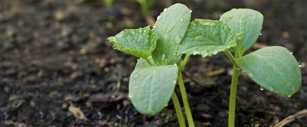 Urban Agriculture