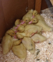 Ducklings in the classroom